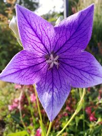 Close-up of purple flower blooming outdoors