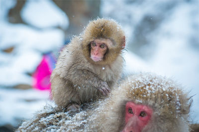 Snow monkey in a hot spring, nagano, japan.