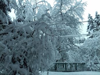 Snow covered plants against sky