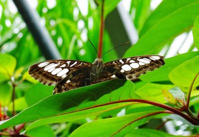 Butterfly on leaf