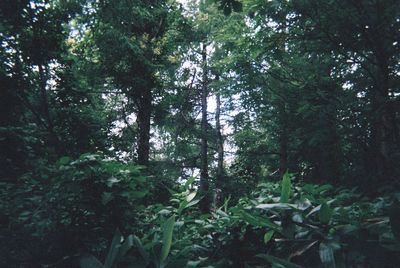 forest