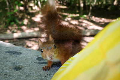 Squirrel on leaf