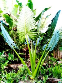 Close-up of fresh green plant in field