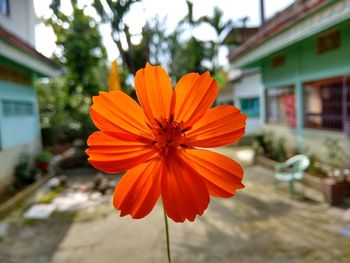 Close-up of orange flower blooming outdoors