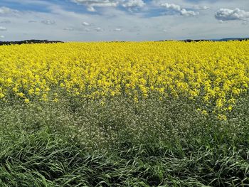 Scenic view of oilseed rape field against sky