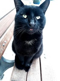 Portrait of black cat sitting on floor