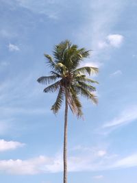 Low angle view of coconut tree against sky