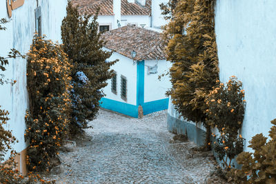 Trees growing on footpath by building during winter