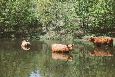 View of sheep in a lake