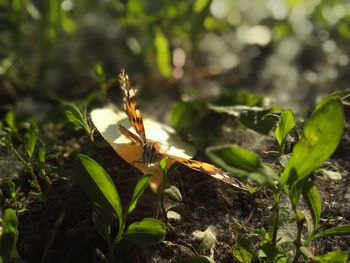 Close-up of insect on plant