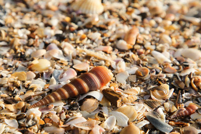 Close-up of seashells on pebbles at beach