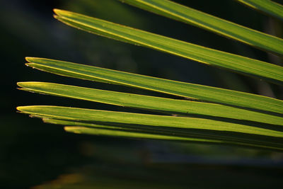 Close-up of green leaves on plant