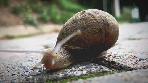 Close-up of snail on ground