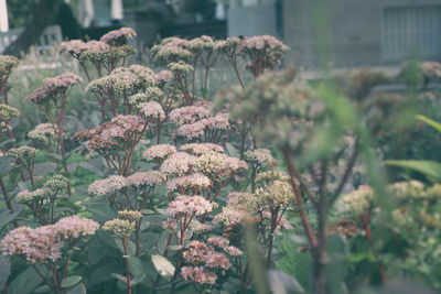 Close-up of flowers