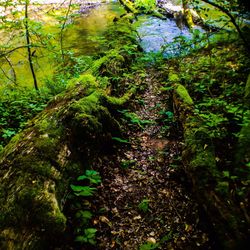 Trees in forest