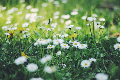 Close-up of white daisies blooming in field