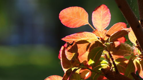 Close-up of leaves