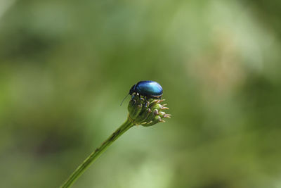 Close-up of insect on plant