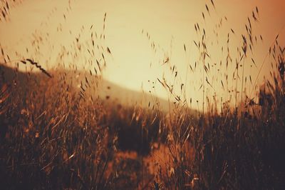 Close-up of wheat field against sky at sunset