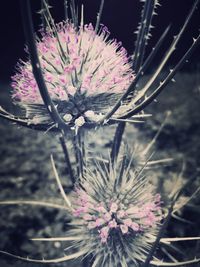 Close-up of thistle blooming outdoors