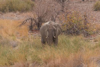View of elephant on landscape