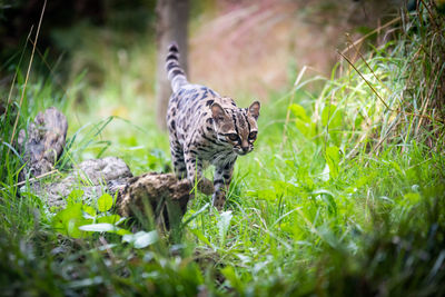 Close-up of a cat on field