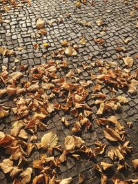 Autumn leaves fallen on cobblestone