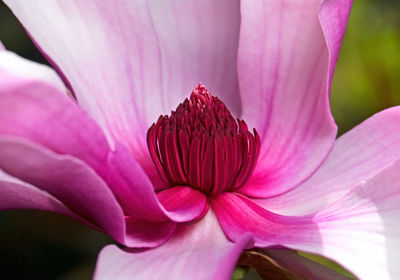 Close-up of pink flower