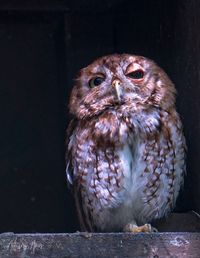 Close-up portrait of owl perching at night