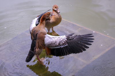 High angle view of bird flying over lake