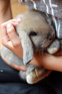 Close-up of hand holding rabbit