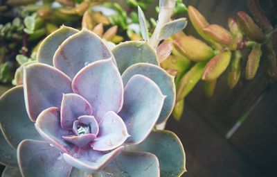 Close up of succulent plant