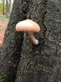 Close-up of mushroom growing on tree trunk
