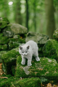 Cat on rock in forest