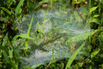 Close-up of insect on plant