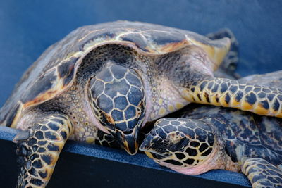 Close-up portrait of a turtle