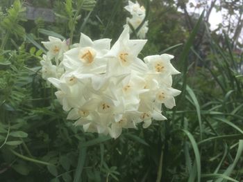 Close-up of white flowers blooming outdoors