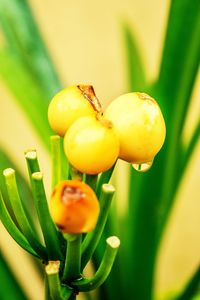 Close-up of yellow flower growing on plant