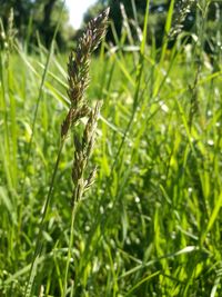 Close-up of plant on field