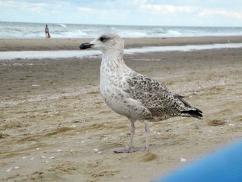 Close-up of seagull on beach against sky