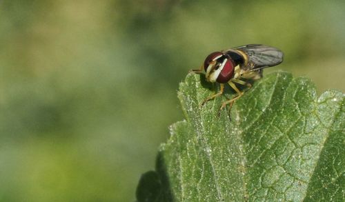 Close-up of insect on leaf