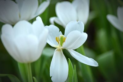 Close-up of white flowers blooming outdoors