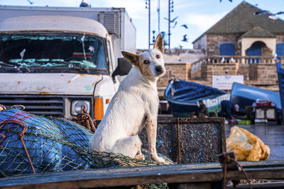 White dog sitting on fishing net in old rusty pickup truck at dock