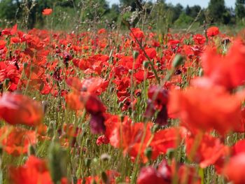 Close-up of red flowers blooming in field
