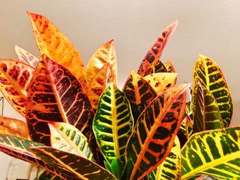 Close-up of cactus plant