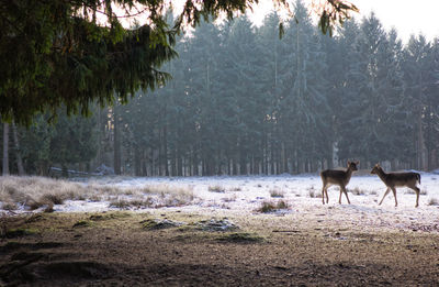 Horses in a forest