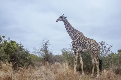 Giraffe standing on land against sky