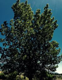 Close-up of tree against clear sky