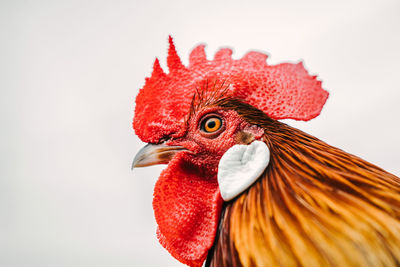 Close-up of rooster against white background