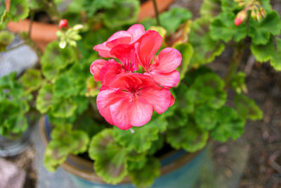 Close-up of pink flowers blooming outdoors